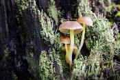 graskleefsteelmycena (Mycena epipterygia) 11-2019 0740